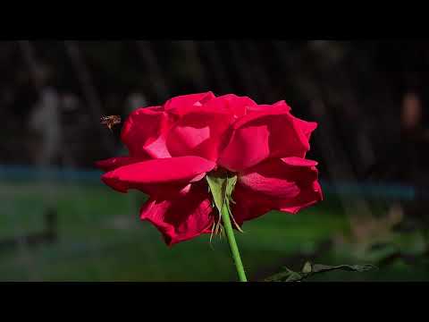 على سبيل السعادة