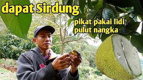 pikat burung sirtu pakai lidi #pikat #burungkicau