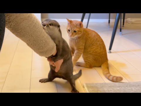 ??????? ??????????????????? otter that suddenly begins to hug