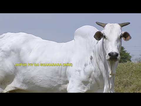 LOTE 17   VIATINA 50 FIV MARA MOVEIS   MARA 2245 zap