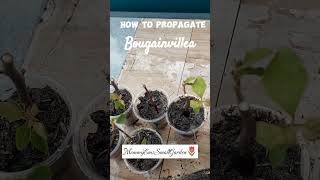 How To Propagate Bougainvilleas Tusok Tusok Lang Method By Mommyemz
