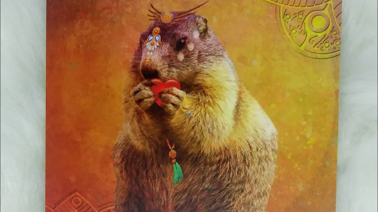 Groundhog Spirit✨Daily Message - Spirit Animal Oracle Guidance #groundhog  #spiritanimal #animals - YouTube