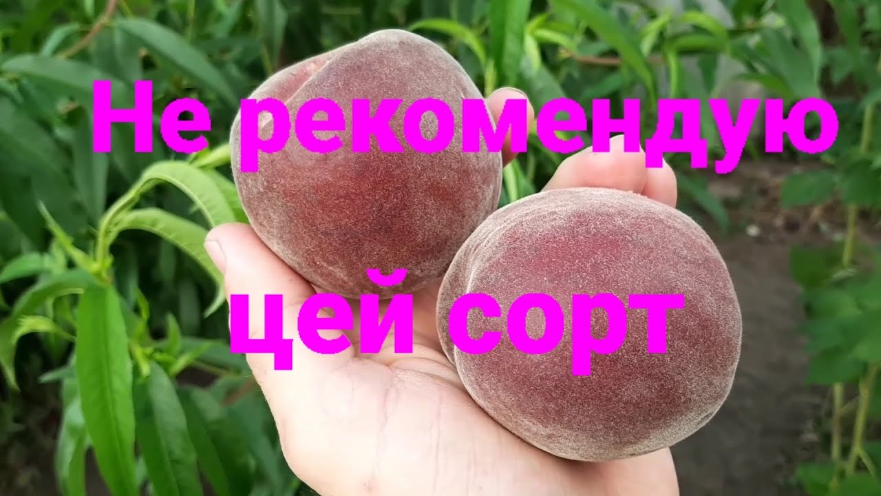 Сорт персика рич мей фото