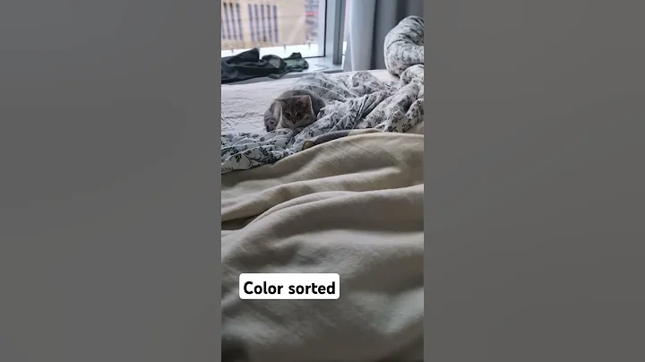 Video 8045781: burmese britishshorthair, burmese cat kitten, burmese color, colour kitten