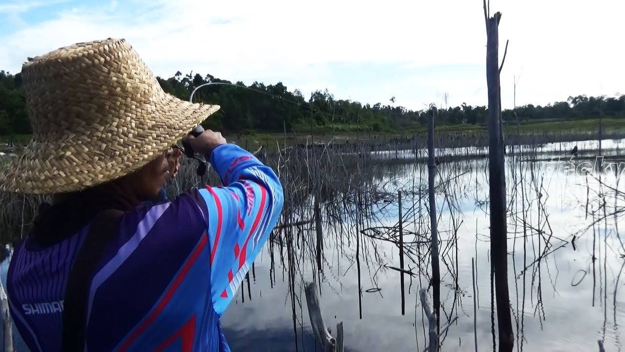 Ikan Gabusnya pada  ngumpul di ranting  ranting  pohon  mati 