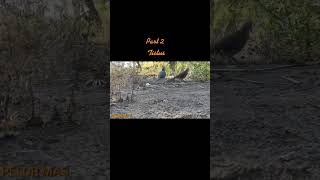 Pikat Burung Terkukur Poin 3