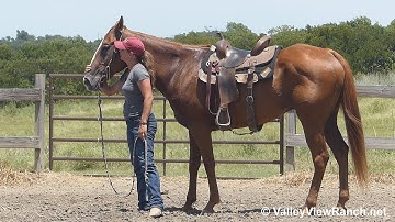 Shine For Zach - jog, lope, stops, turns - ValleyViewRanch.net