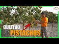  cultivo del pistacho  toda la informacin sobre el cultivo del pistachero  2021