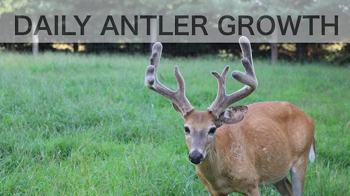 Time Lapse Antler Growth of Whitetail Deer - See How Fast Antlers Grow