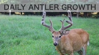 Time Lapse Antler Growth of Whitetail Deer  See How Fast Antlers Grow