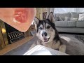 Husky's Treats don't even touch the sides! The Ham bit is Hilarious!