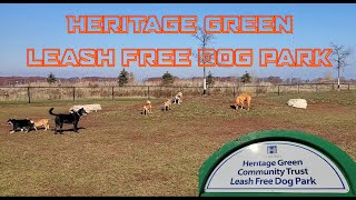Heritage Green Leash-Free Dog Park - Having Fun & Zooming by A Little Bit of This 257 views 1 year ago 8 minutes, 5 seconds