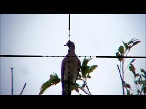 Wik Wik Ular Kawin Huuhlah Youtube