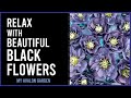 Relax with beautiful black flowers  my avalon garden