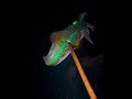 Night Spearfishing #freediving #spearfishing
