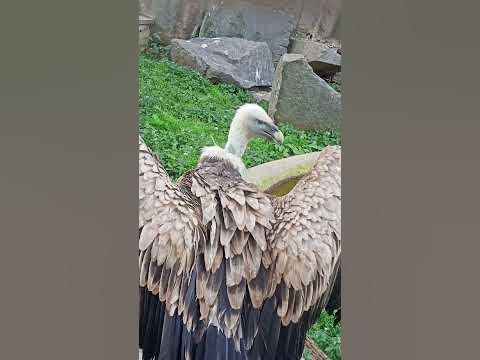 Белоголовый сип - YouTube