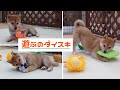 【豆柴】子犬　9/23　女の子♀　摂州宝山荘　mameshiba dog Puppy （mame shiba inu)