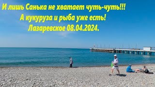 И лишь Санька не хватает чуть-чуть! Погода радует, 08.04.2024.🌴ЛАЗАРЕВСКОЕ СЕГОДНЯ🌴СОЧИ.