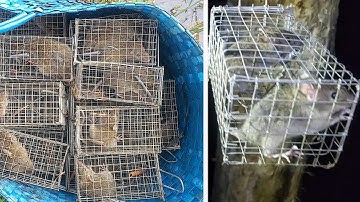 #BìnhTrần bẫy chuột không mồi dính thấy mê