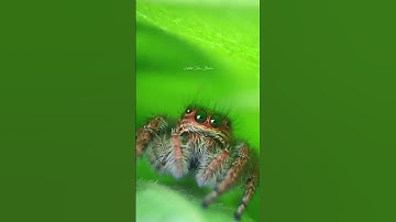 #jumpingspider #macro #youtubeshorts #shortvideo