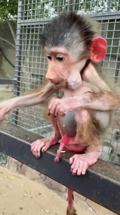 Baby monkey