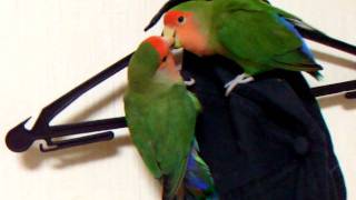 DSCF4134.avi