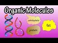 Major Groups Of Organic Molecules - What Are Organic Molecules - The Molecules Of Life