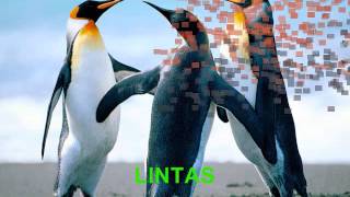 Windows Xp & Vista & 7 Sample Pictures Vocoded With Lintas