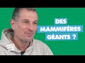 86  mammifres gants  une disparition lie  lhomme  pierreolivier antoine