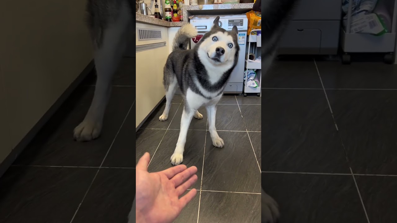 The Siberian Husky has the most attitude.#funny #funnyanimal #pets #dog #husky