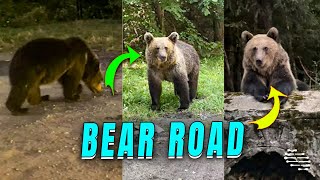 Romanian Road Attracts Bears Seeking Human Provided Food