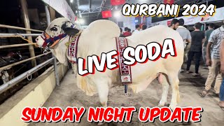 Live soda | Sunday night update | qurbani 2024 l deal Kitne ki honi chahiye | Lahore cow Mandi