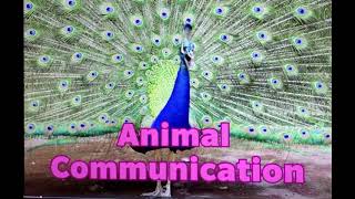 How do animals communicate? Educational Video for Kids