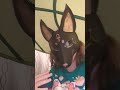 Anubis hates spiders 🕷️😂 #furry #funny