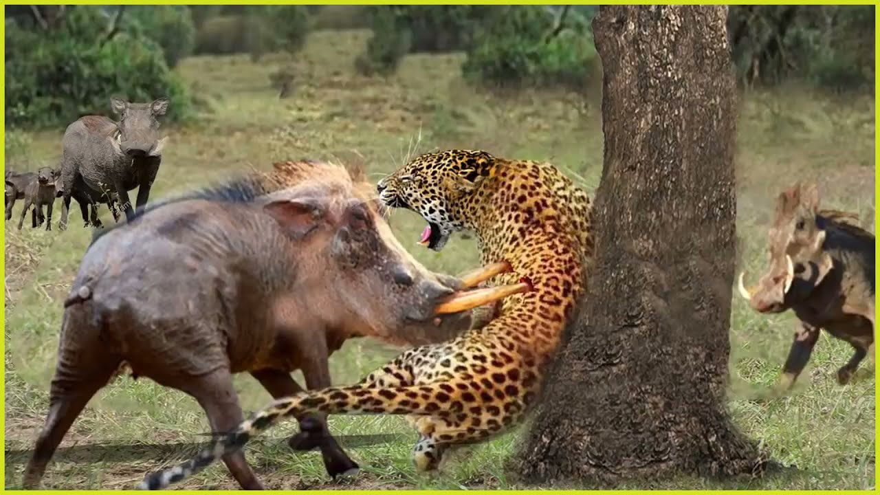Angry Wild Boar Attacks Leopard To Save His Baby, Scary Leopard Climbs Tree Wild Animals