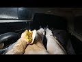 Catch N' Cook Fish Tacos Truck Camping Meal w/ (Avocado, Jalapeño, Salsa)