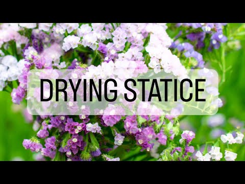 Drying Flowers - Statice (Limonium sinuatum)