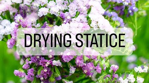 Drying Flowers - Statice (Limonium sinuatum)