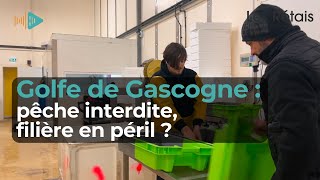 Golfe de Gascogne : interdiction de pêche, filière en péril ?