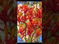 The Poacher’s Widow sung R #shorts #music #oldmusic #publicdomainmusic #nature