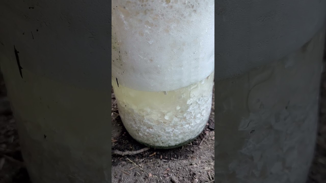 Cheap 'concentrated' Calcium for your plants!🤘🏻