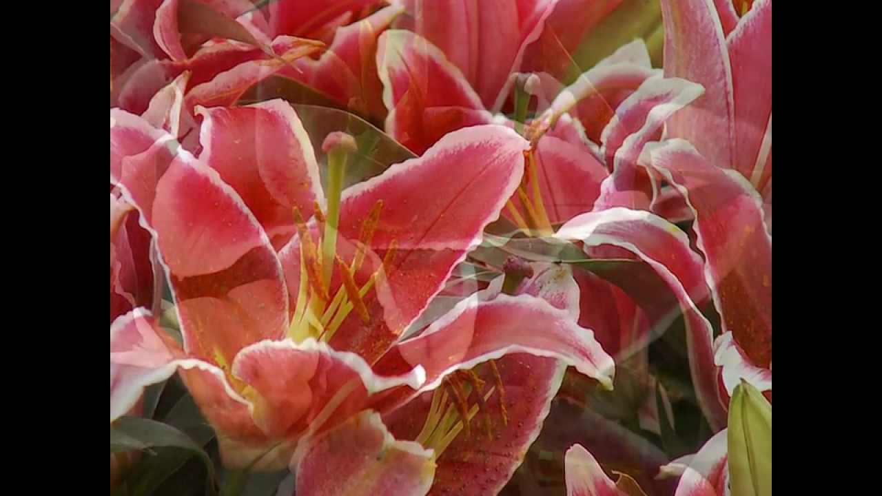 Lily cosmic-gumdrop-j-mak-oriental-