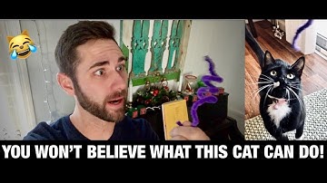 CAT PLAYS FETCH BETTER THAN A DOG!!!