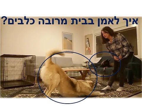 וִידֵאוֹ: בעיות אימון עם כלבים - כלב מציץ בתוך הבית