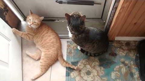 Cat Begging To Get Out The Door