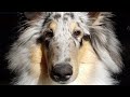 Blue Merle Rough Collie The First 9 Months Blue Merle Rough Collie The First 9 Months