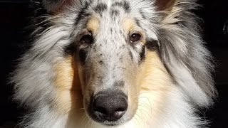 Blue merle rough collie  the first 9 months