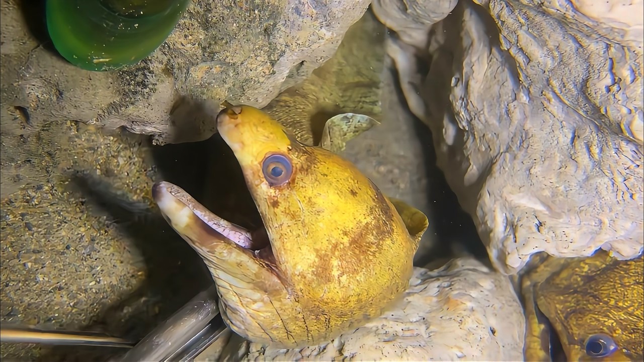 Live 🟢 –Lobster King Arrives！🦀🌊#diving  #fishing #hunting #shorts