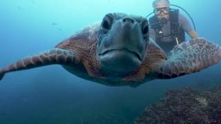 Galapagos Master from blue o two
