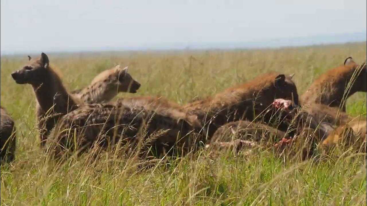 Lions versus hyenas - YouTube